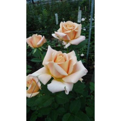 森農園ネットショップ - 19オリジナリティ溢れる育種家の切り花品種