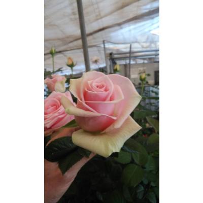 森農園ネットショップ - 19オリジナリティ溢れる育種家の切り花品種