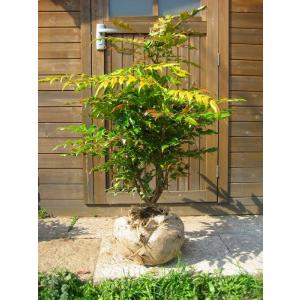 オリーブの木 シプレッシーノ 約2m 特大植木苗木 規格販売 お買い得