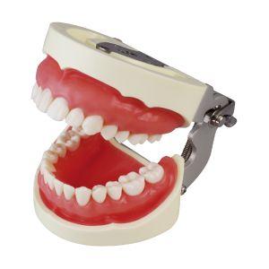 補綴修復用顎模型(NISSIN DENTAL MODEL) (D16FE-500A(GSF)-QF) : 歯科