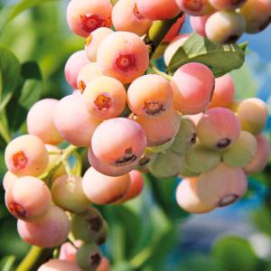 フェイジョア パイナップルジェム 1株 果樹苗 国華園 : 花と緑 国華園