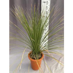 ユッカ・ロストラータ ドライガーデン 10号鉢 送料無料 : 日本ライン