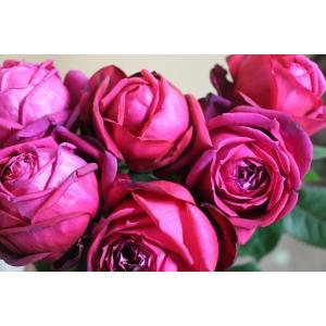 21・NEW・ダマスクの中香・バラ苗切り花品種接ぎ木 KN30-127赤