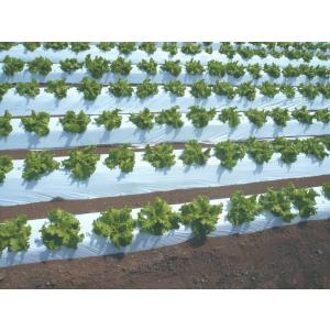 農業用マルチシート オリジナル白黒穴あきマルチ 厚さ0.021mm×幅135cm