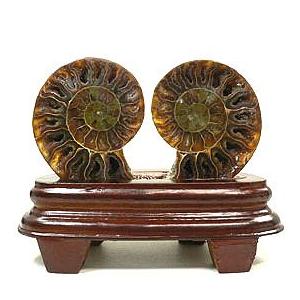 アンモナイト(化石)小さいサイズ 台座付き : エスピーストーン - 通販