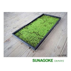 国産 砂苔 300×600mm 星屑のような葉 庭園材 苔盆景 屋上緑化 アクア