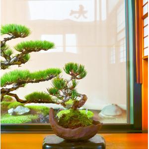 盆栽：三河黒松*現品 くろまつ クロマツ Kuromatsu bonsai ミニ盆栽