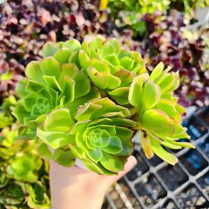 農園直売 多肉植物 寄せ植え アエオニウム属 メデューサ（群）美苗