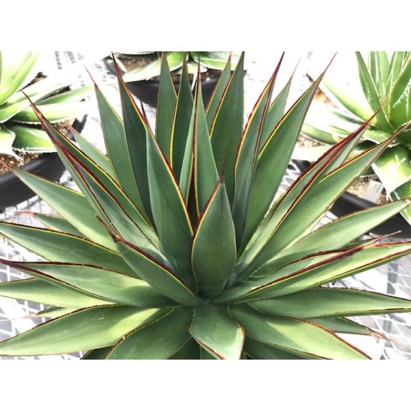 アガベ グリーングロー (Agae hybrid 