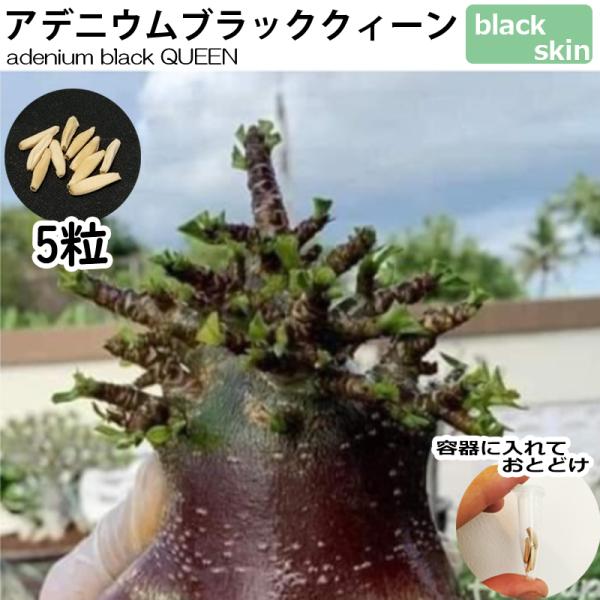 アデニウム ドワーフ 種子 5粒 BLACK QUEEN ブラックスキン 塊根植物