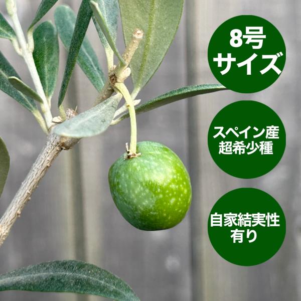 小倉園 オリーブ・オヒブランカ(鑑定済本物) 8号鉢 オリーブの木