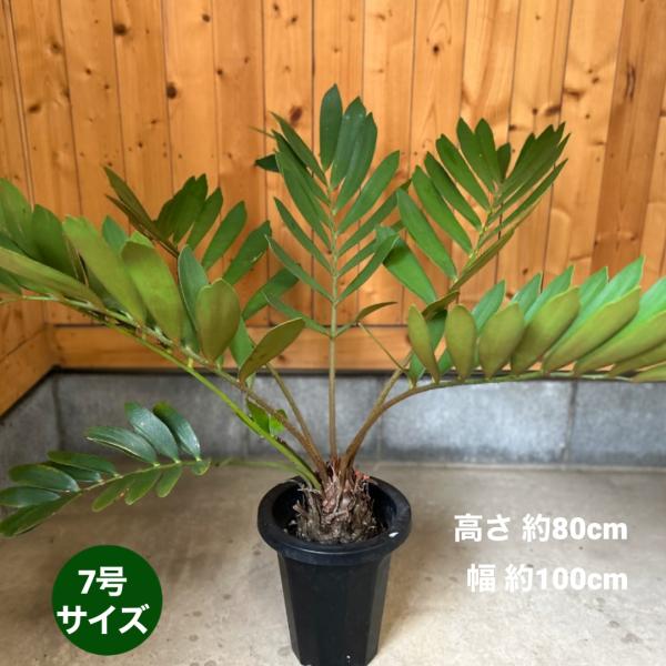 メキシコソテツ ザミア・プミラ 7号鉢 観葉植物 鉢植え インテリア