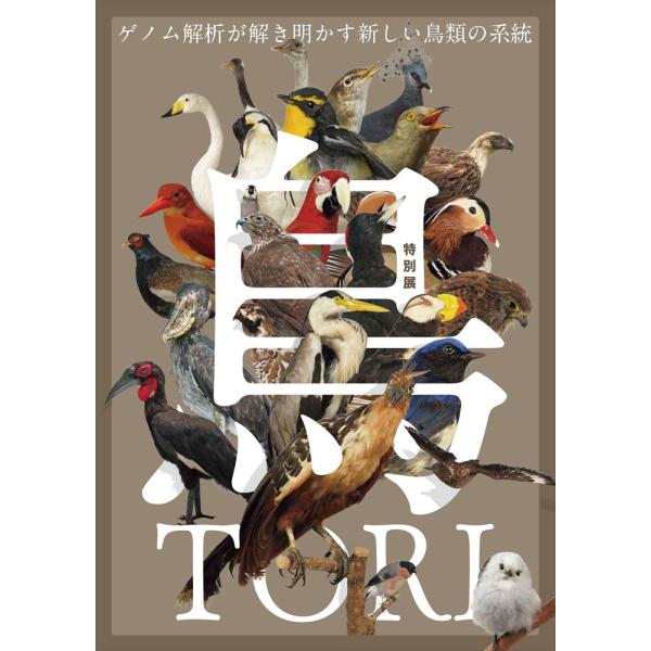 特別展「鳥 〜ゲノム解析が解き明かす新しい鳥類の系統〜」 : 代官山
