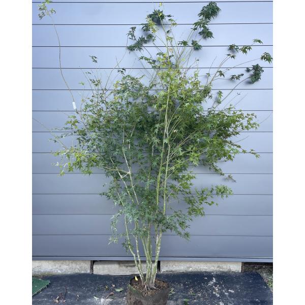 bobioヤマモミジ