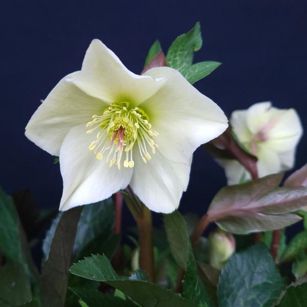 クリスマスローズ苗 [氷の薔薇ミラマーブル] 4.5号鉢 Ice N'roses 産地