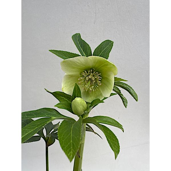 クリスマスローズ 開花苗 005 リグリクス 芳香あり : 花郷園 KAGOEN