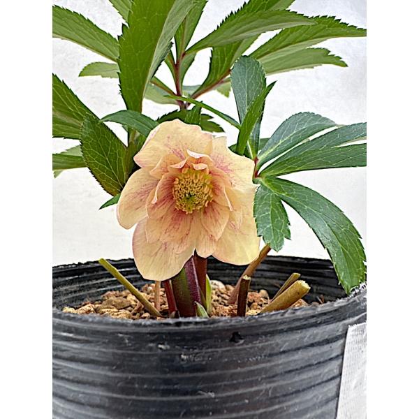 たんたんBwg026 クリスマスローズ 小苗 セット たんたんBwg026