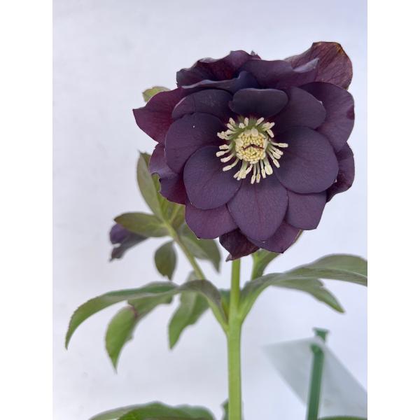 クリスマスローズ 開花苗 123 パリエッタ : 花郷園 KAGOEN NURSERY