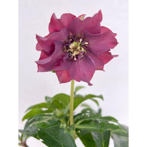 クリスマスローズ 開花苗 126 レッドサンドゥ : 花郷園 KAGOEN NURSERY