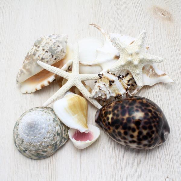 貝殻詰め合わせセット（ケース付き）貝殻 約450g パーツ ハンドメイド