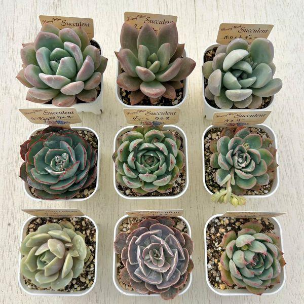 ☆送料無料☆多肉植物苗9種類セット☆おひとり様1セット限り！（一部