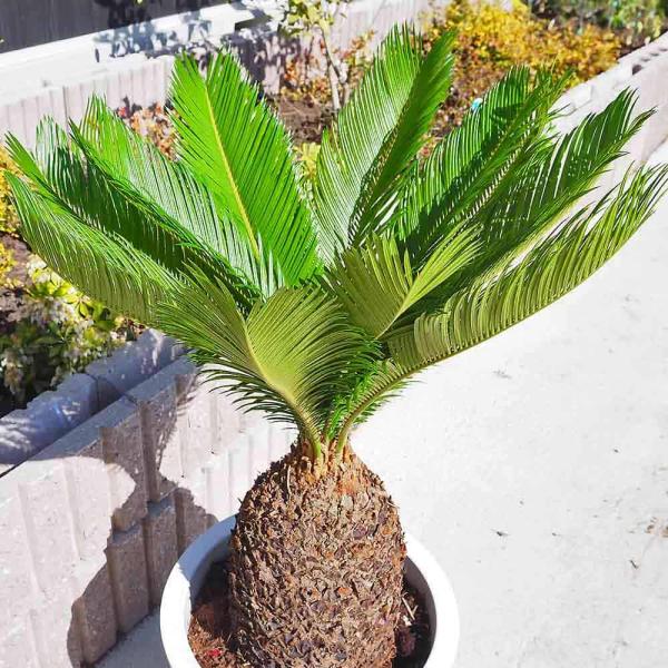 itempost_1-itanse-12588