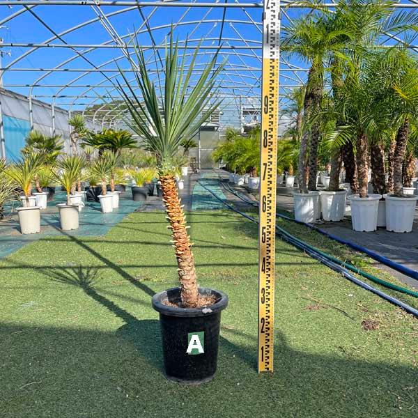 アロイフォリア ユッカ・アロイフォリア 観葉植物 お祝 新築祝い 開店