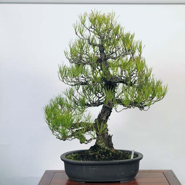 盆栽 三河黒松*現品 くろまつ クロマツ kuromatsu 大品盆栽 大型ヤマト