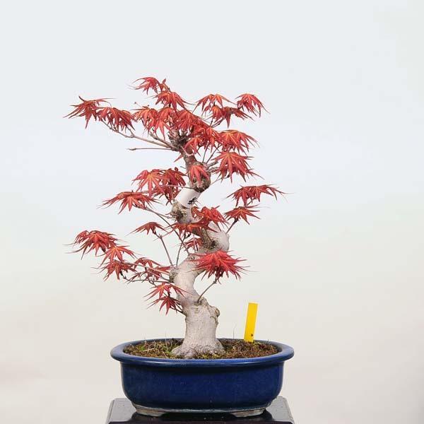 中品盆栽：特選清玄もみじ 現品*紅葉 もみじ セイゲンモミジ Momiji