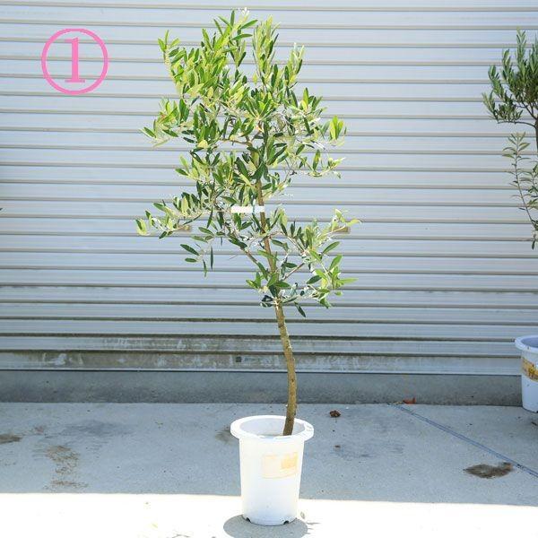 観葉植物 おしゃれ：オリーブの木 *SOUJU（創樹） ネバディロ ブランコ