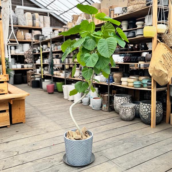 おしゃれ 観葉植物：フィカス ウンベラータ*鉢カバー 皿付き 麻布飾り