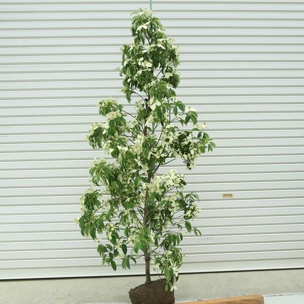 庭木：常緑ヤマボウシ（ホンコンエンシス・月光）* 佐川急便（大型商品