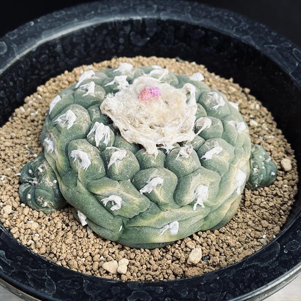 サボテン：ロフォフォラ 銀冠玉*幅10.5cm 現品！一品限り ※肌に汚れ