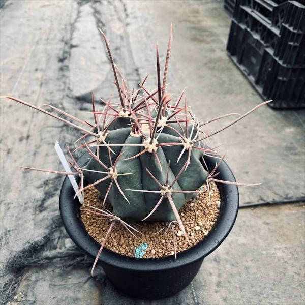 サボテン：フェロカクタス 偉冠玉*幅12cm 現品！一品限り : 遊恵盆栽