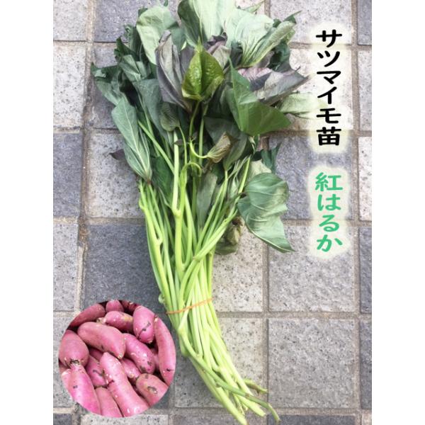 yoshitaninougei_satumaimo01