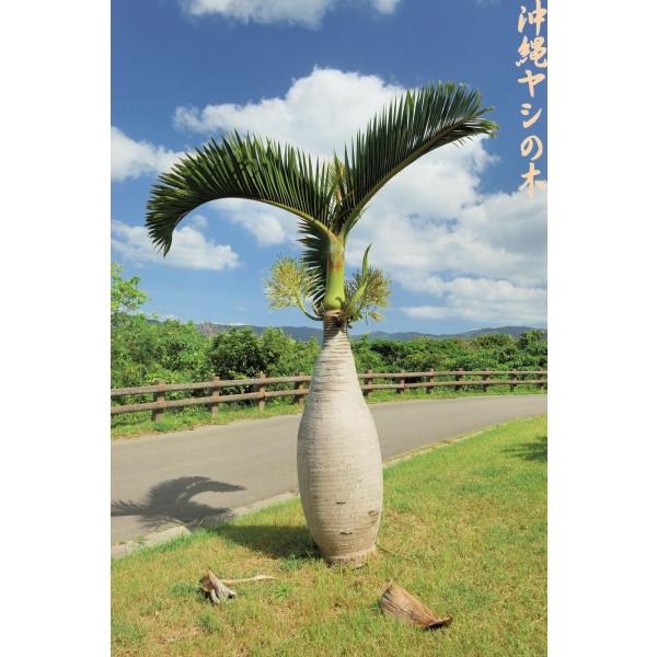 トックリヤシの種子 3粒 送料無料 : 沖縄ヤシの木 - 通販 - Yahoo