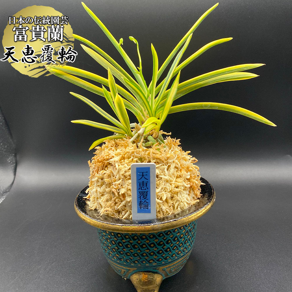 富貴蘭 種類『天恵覆輪』（てんけいふくりん）【現品】シャープな葉姿