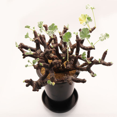 観葉植物「ペラルゴニウム ミラビレ」の育て方ガイド – Jewelry Plant