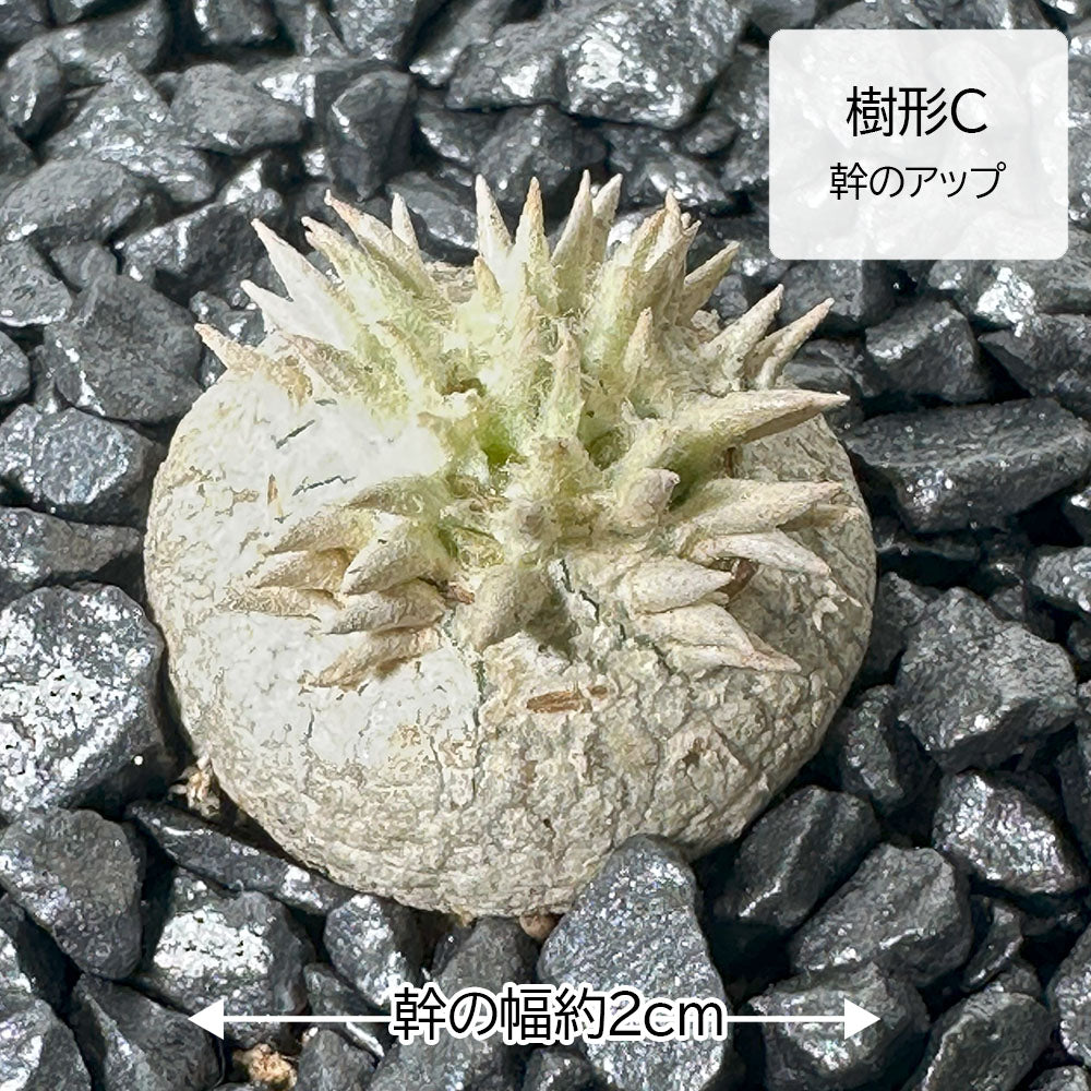 宝石のような観葉植物のお店 【Jewelry Plant】 パキポディウム
