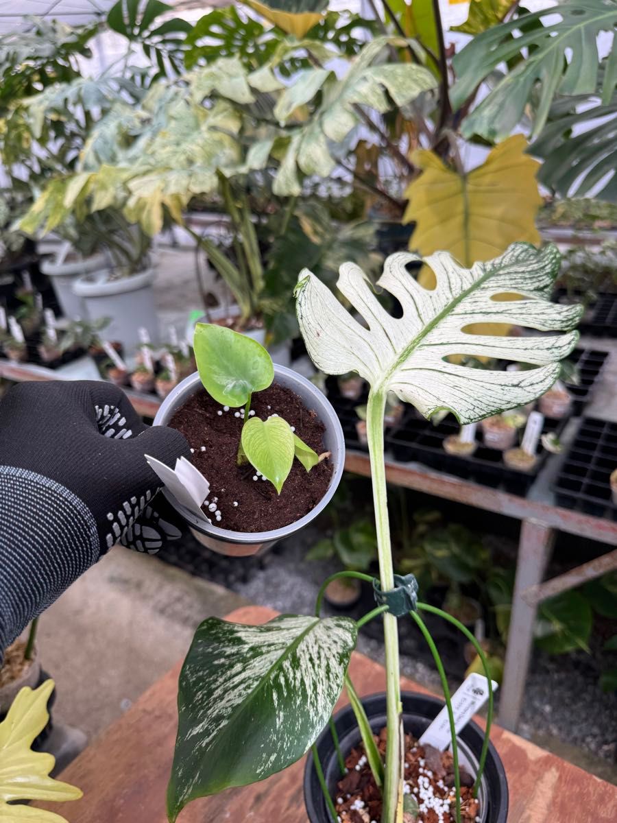 特別なコレクション – JolieNursery