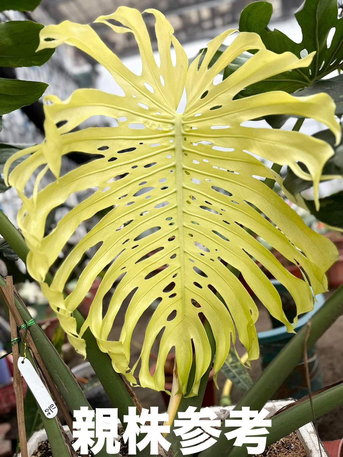 モンステラ デリシオーサ ホワイトモンスター 天津蘭 斑入り 3号 希少