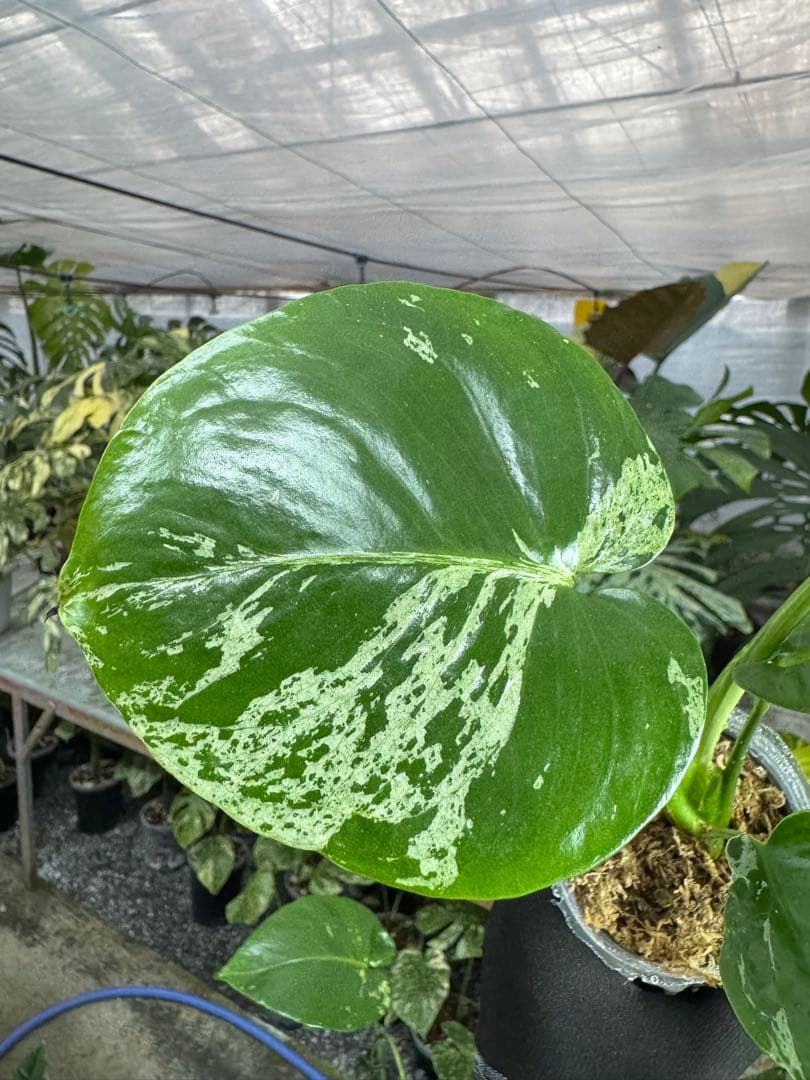 モンステラ デリシオーサ ベトシオーサ – JolieNursery