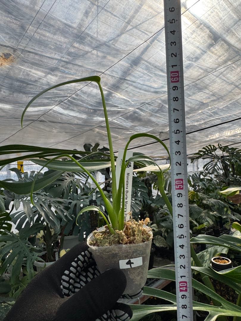 モンステラ バールマルクスフレーム 2号【深い切れ込みが美しい希少種