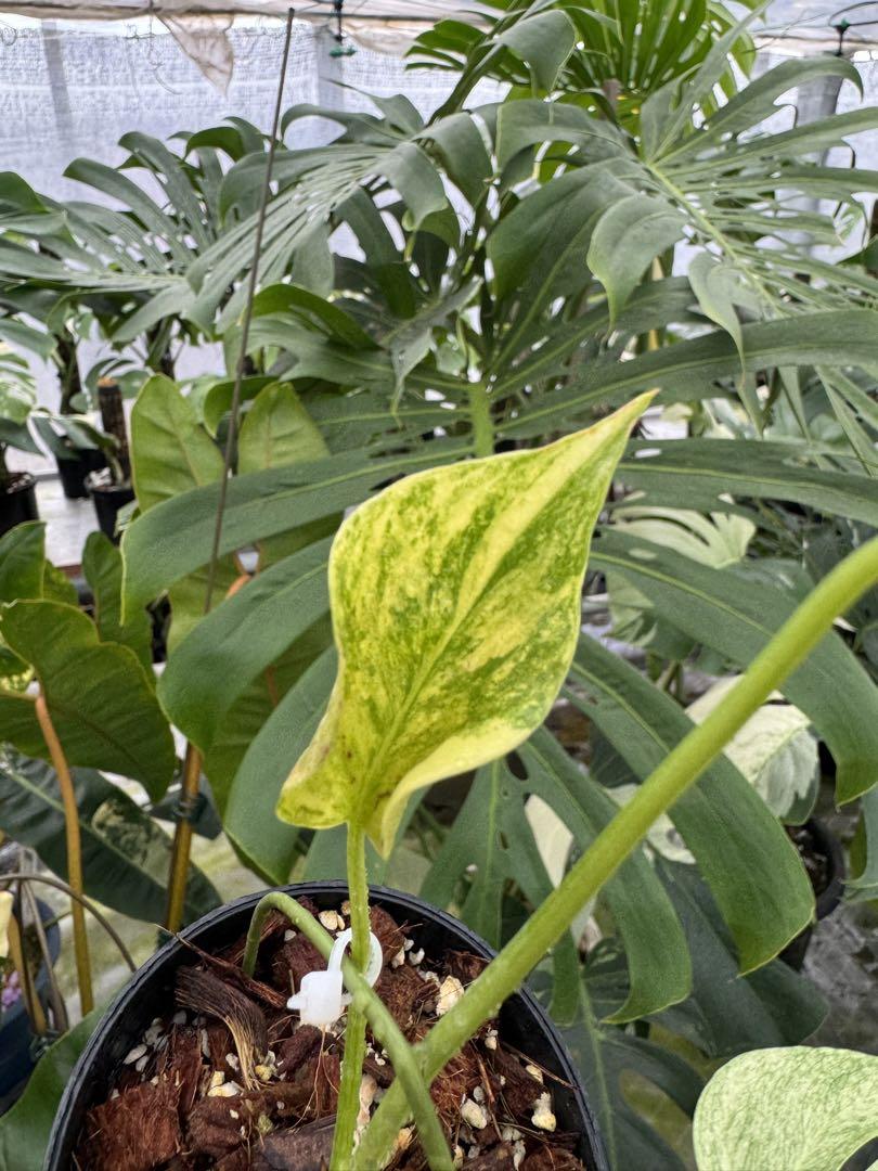 極上黄斑】モンステラ・デリシオーサ 'イエローマリリン'（イエロー