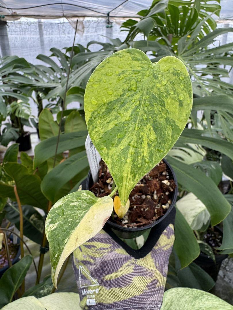 モンステラ・デリシオーサの斑入り変異種 – JolieNursery