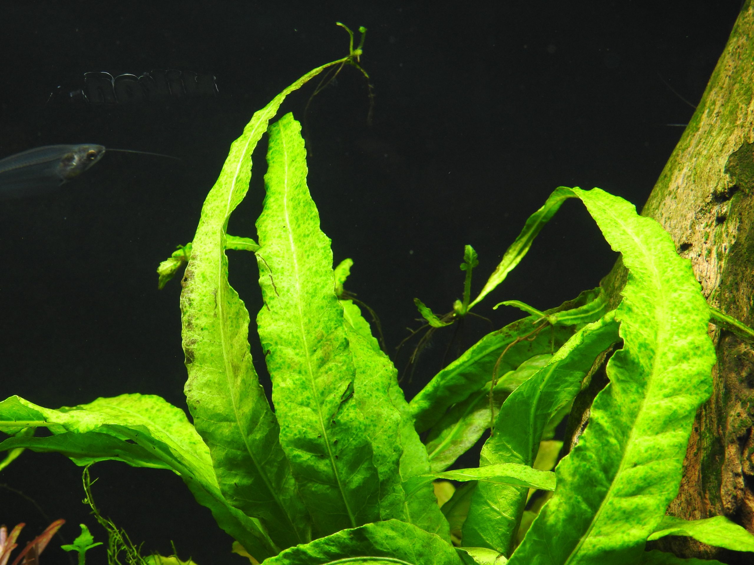 ミクロソリウムsp.KIAT❣️ Microsorum sp.KIAT - N-STAMP