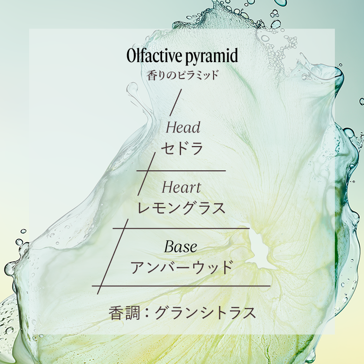 セドラ - ART OF SCENT(ロクシタンのフレグランス) | L'Occitane JP