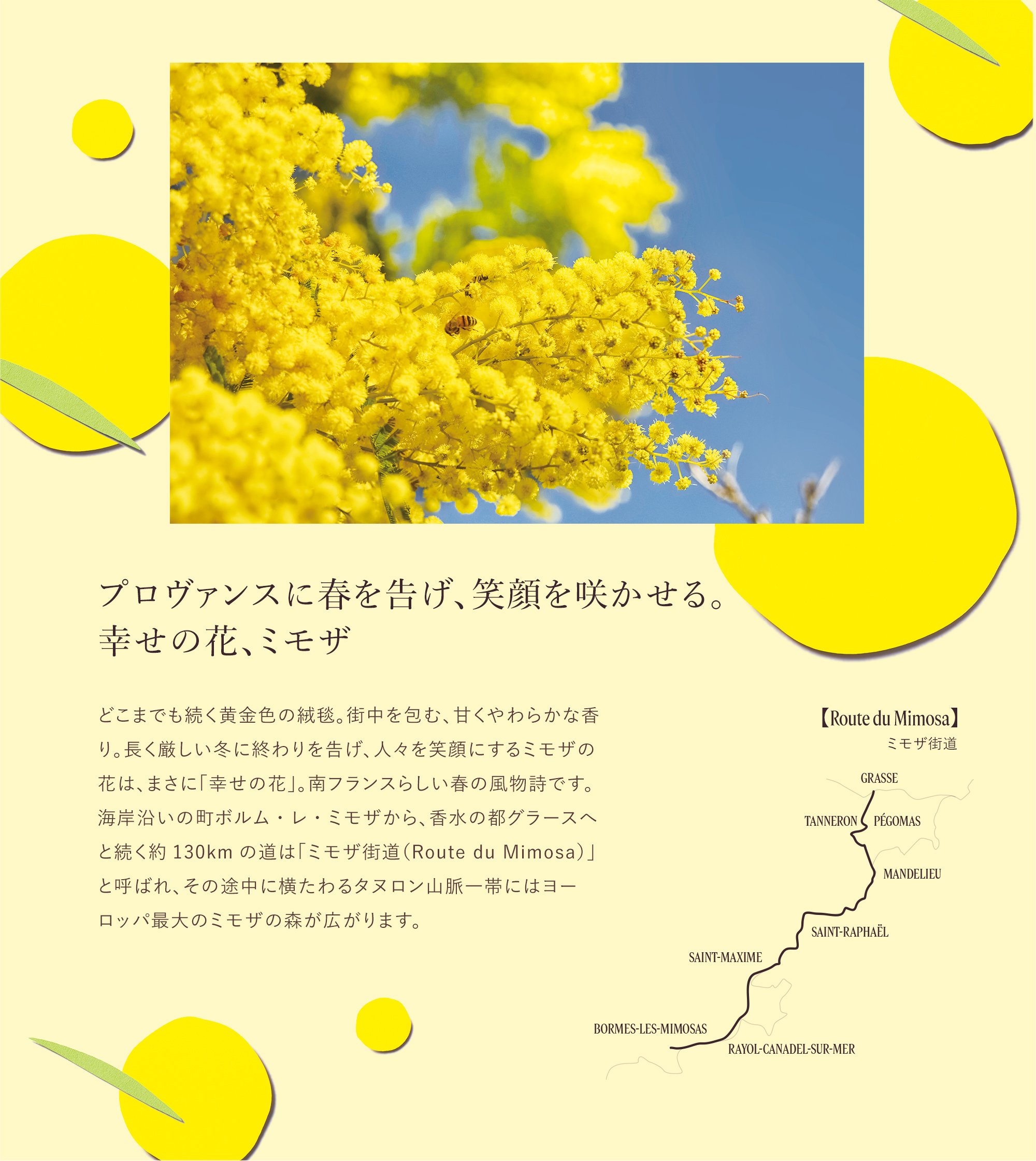 数量限定】ミモザ｜ロクシタン公式通販