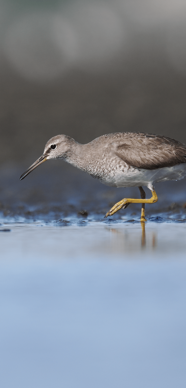 基本情報｜M.ZUIKO DIGITAL ED 150-600mm F5.0-6.3 IS｜M.ZUIKO