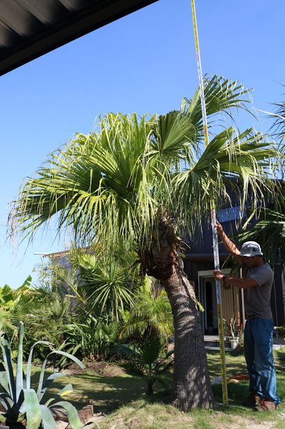 ビロウヤシ （曲がり） | ヤシの木 | 熊本のジャングルラボ【シンボル